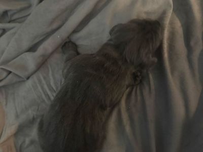 Cane corso puppies