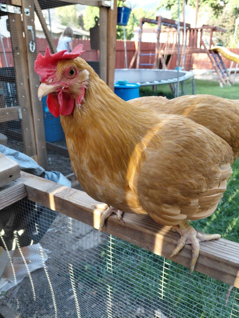 chickens
