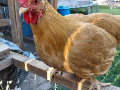 chickens