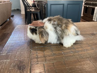 Holland lop