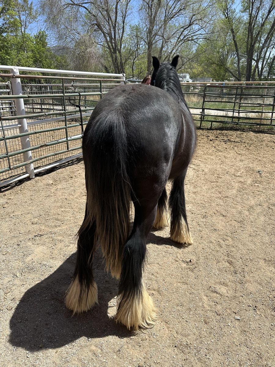 Registered Gypsy GHRA gelding