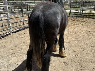 Registered Gypsy GHRA gelding