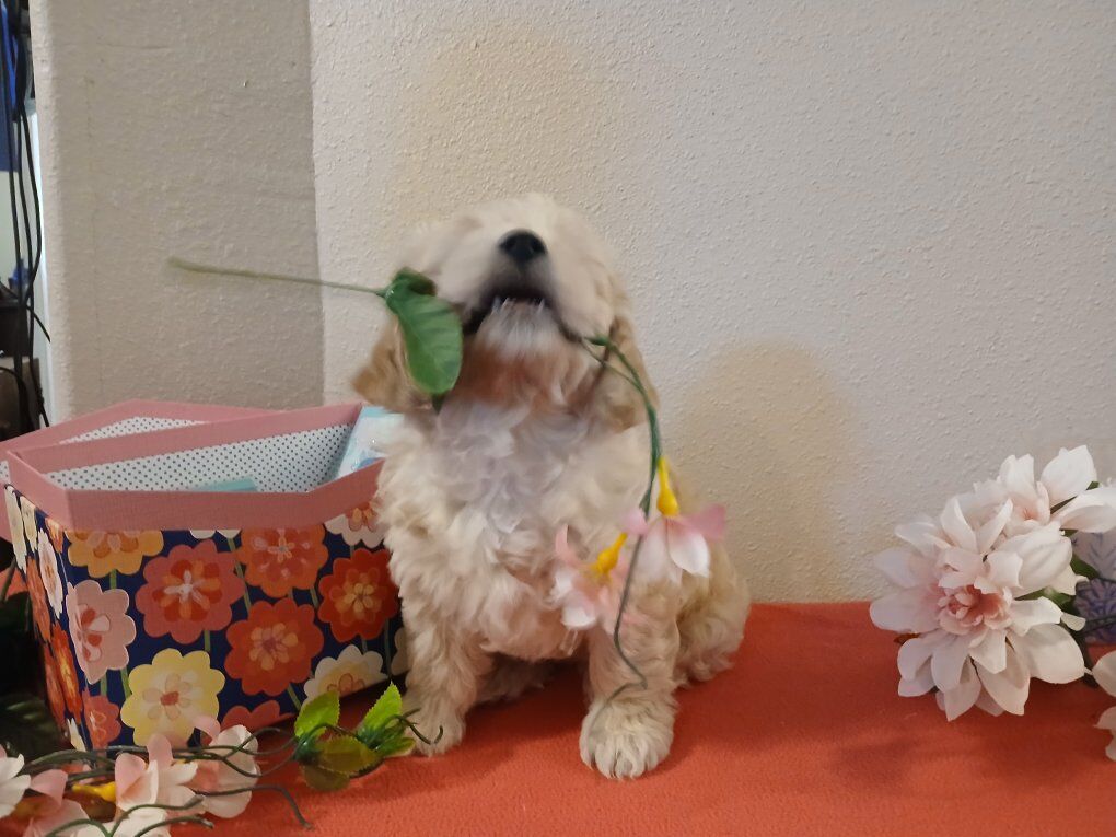 Malshi Goldendoodle puppies