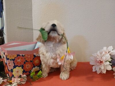 Malshi Goldendoodle puppies