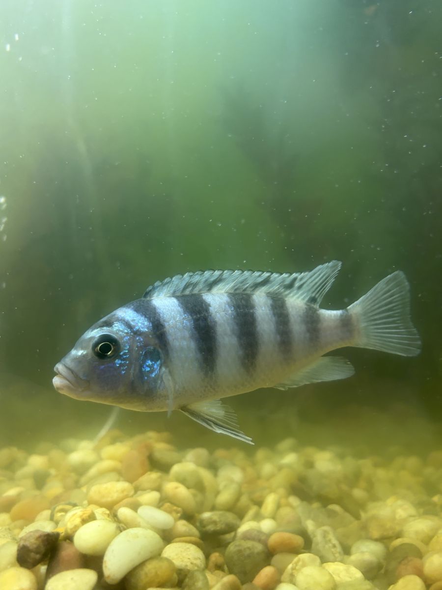 3 African cichlid pet fish.  