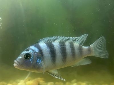 3 African cichlid pet fish.