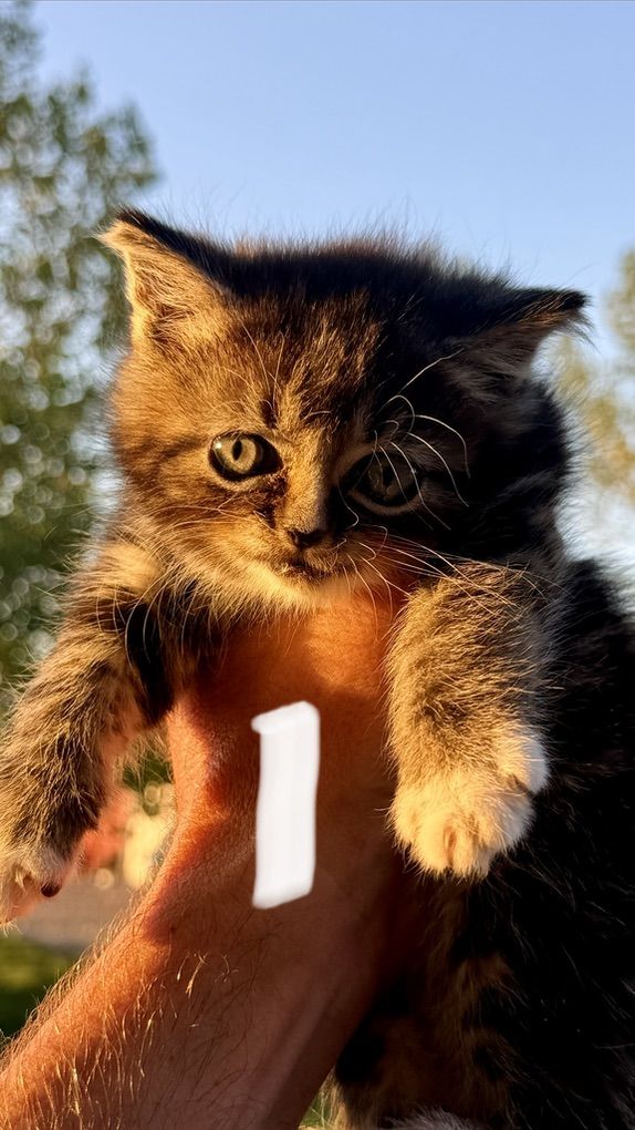 Kittens