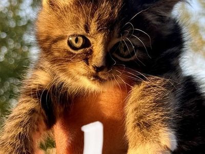 Kittens