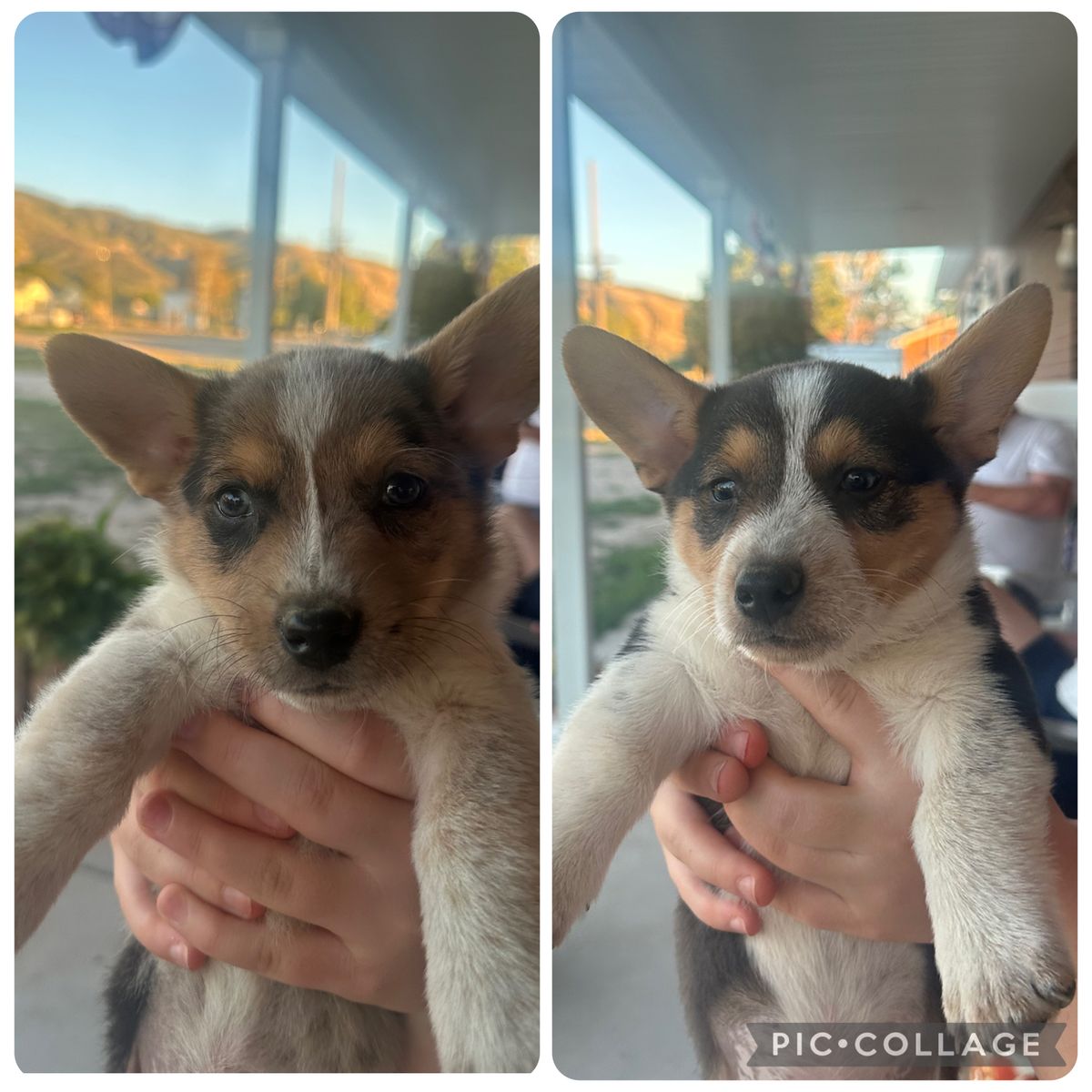 Cowboy Corgis Ready to go 