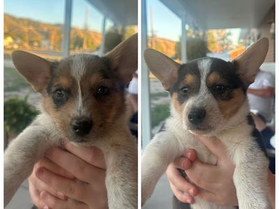 Cowboy Corgis Ready to go
