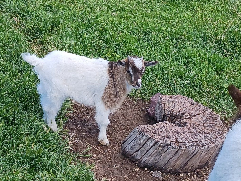 Miniature Fainting Silky bucklings