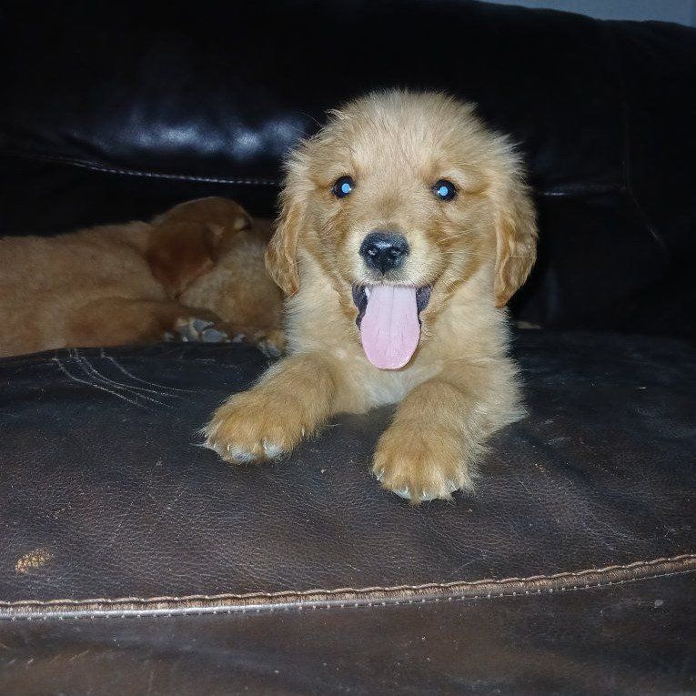 Adorable Golden Retriever Puppy Available