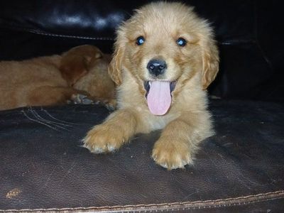 Adorable Golden Retriever Puppy Available