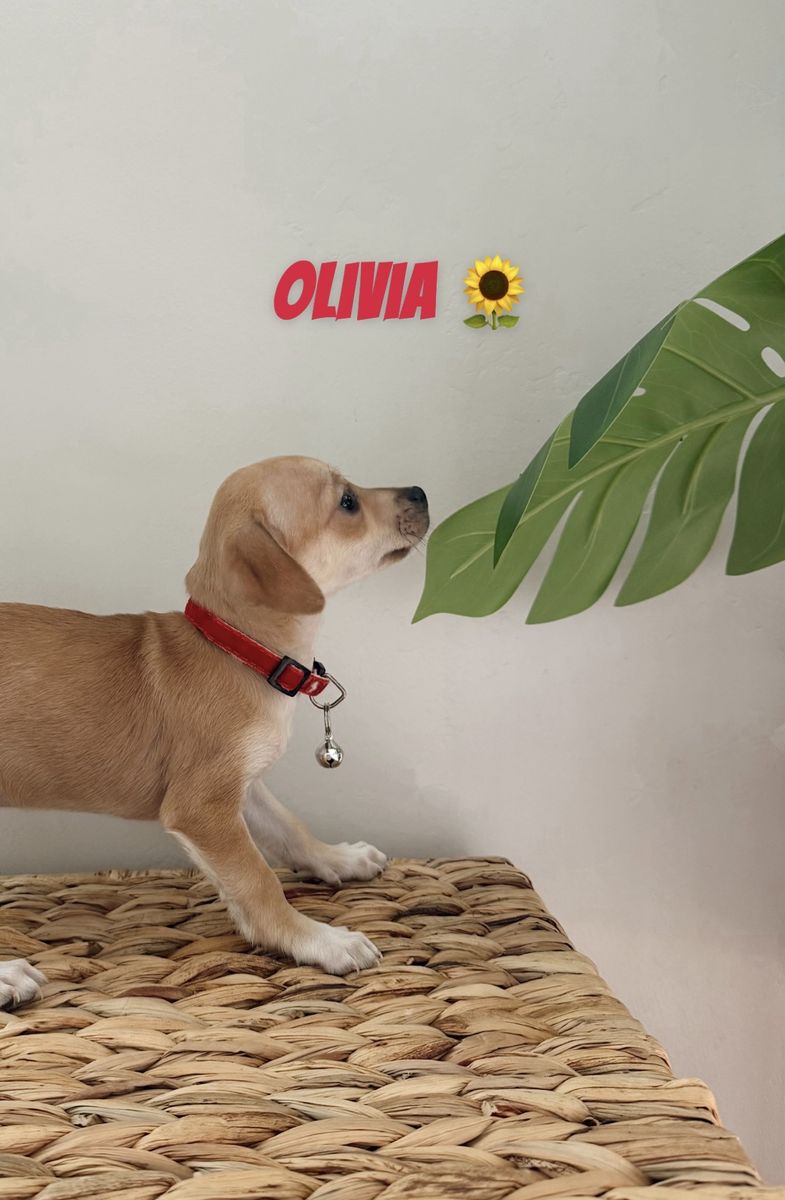 Small Female Chihuahua