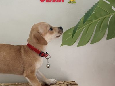 Small Female Chihuahua