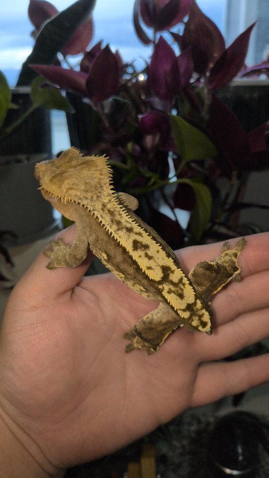 male crested gecko 