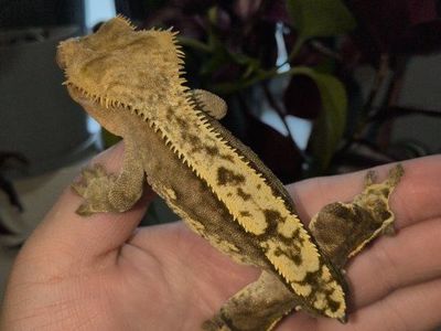 male crested gecko