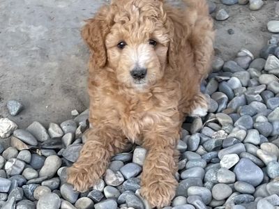 F1B Mini Goldendoodle puppies!!