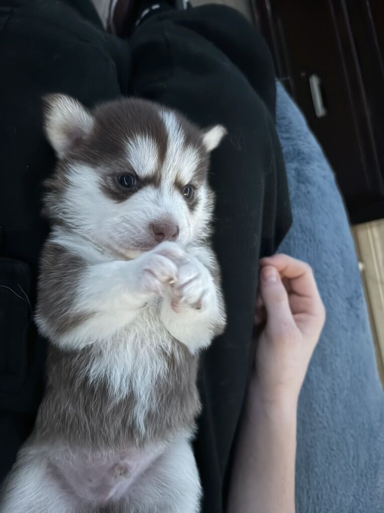 Pomsky Mix Puppies