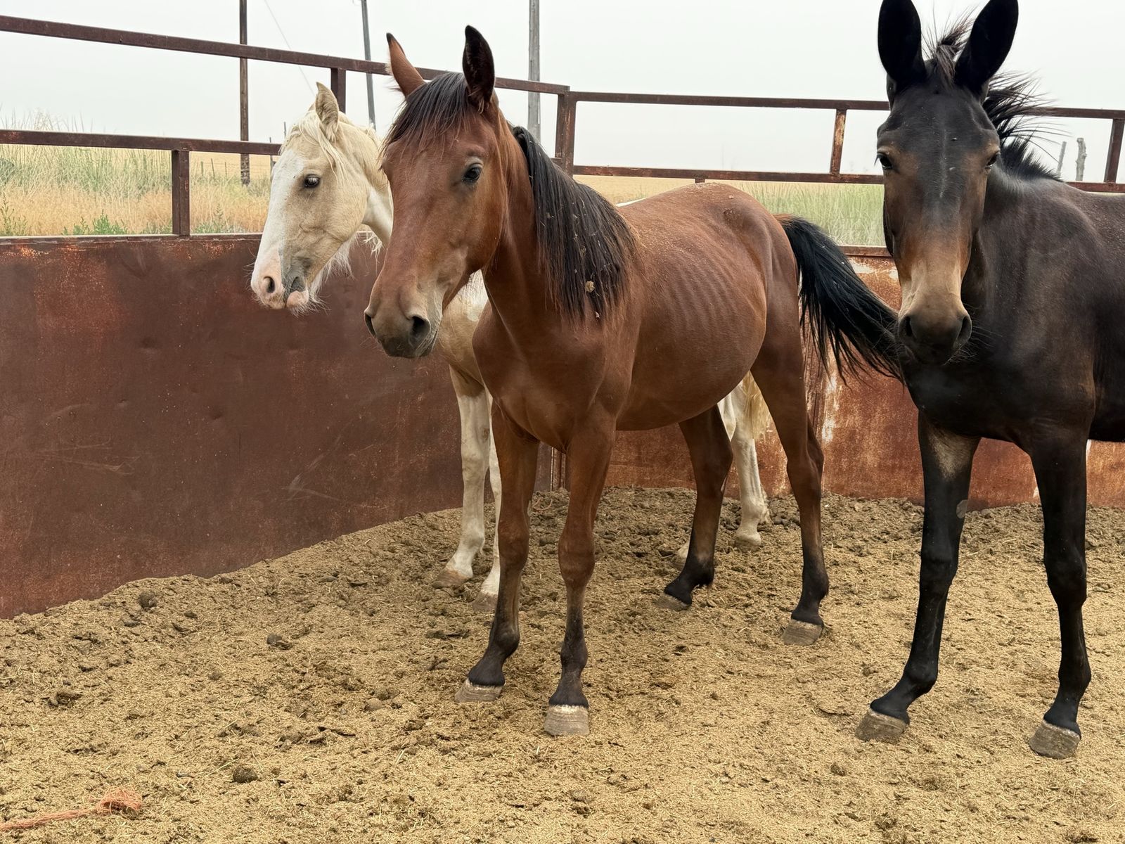 1 year old bay stud Tennessee Walker