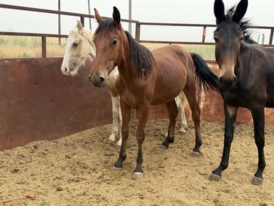 1 year old bay stud Tennessee Walker