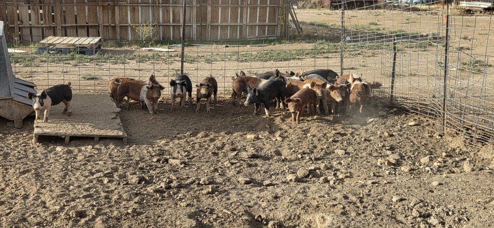 pigs