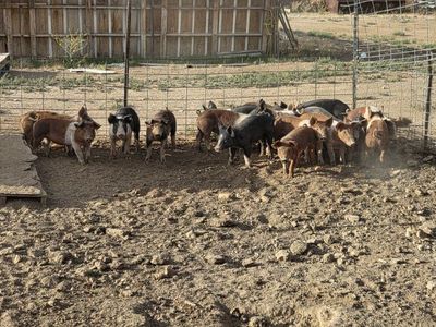 pigs