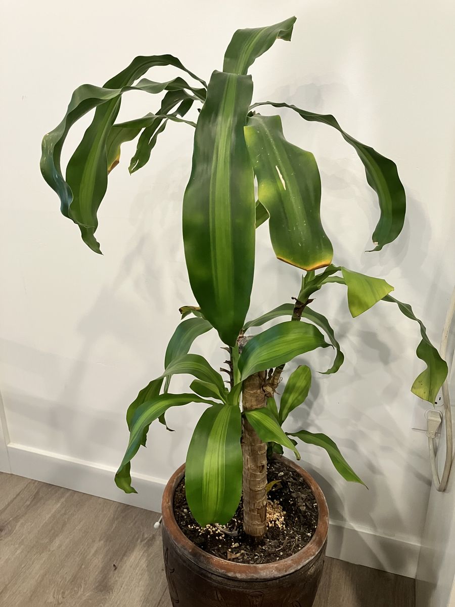 Large Dracaena Fragrans (Corn Plant) in Decorative Pot