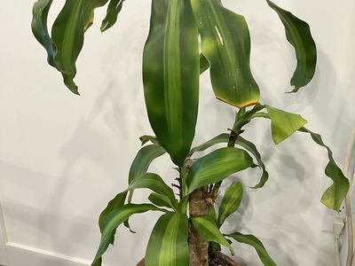 Large Dracaena Fragrans (Corn Plant) in Decorative Pot