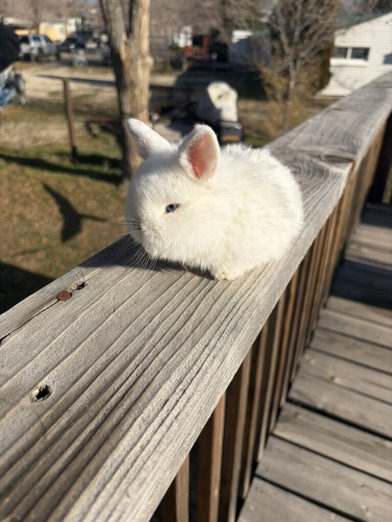 Holland Lop Doe Blue Eyed | Rabbits | KSL Classifieds