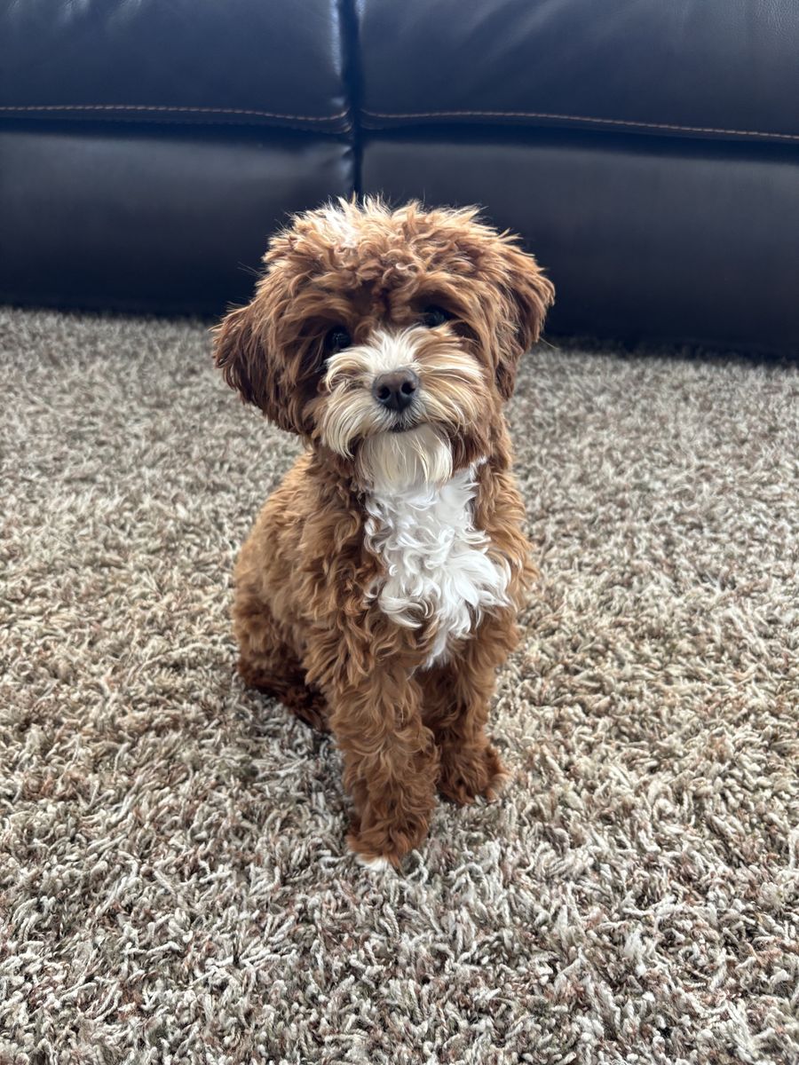 4 lb. Goldendoodle stud (studding services)