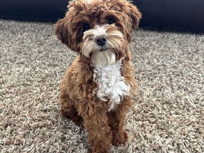 4 lb. Goldendoodle stud (studding services)
