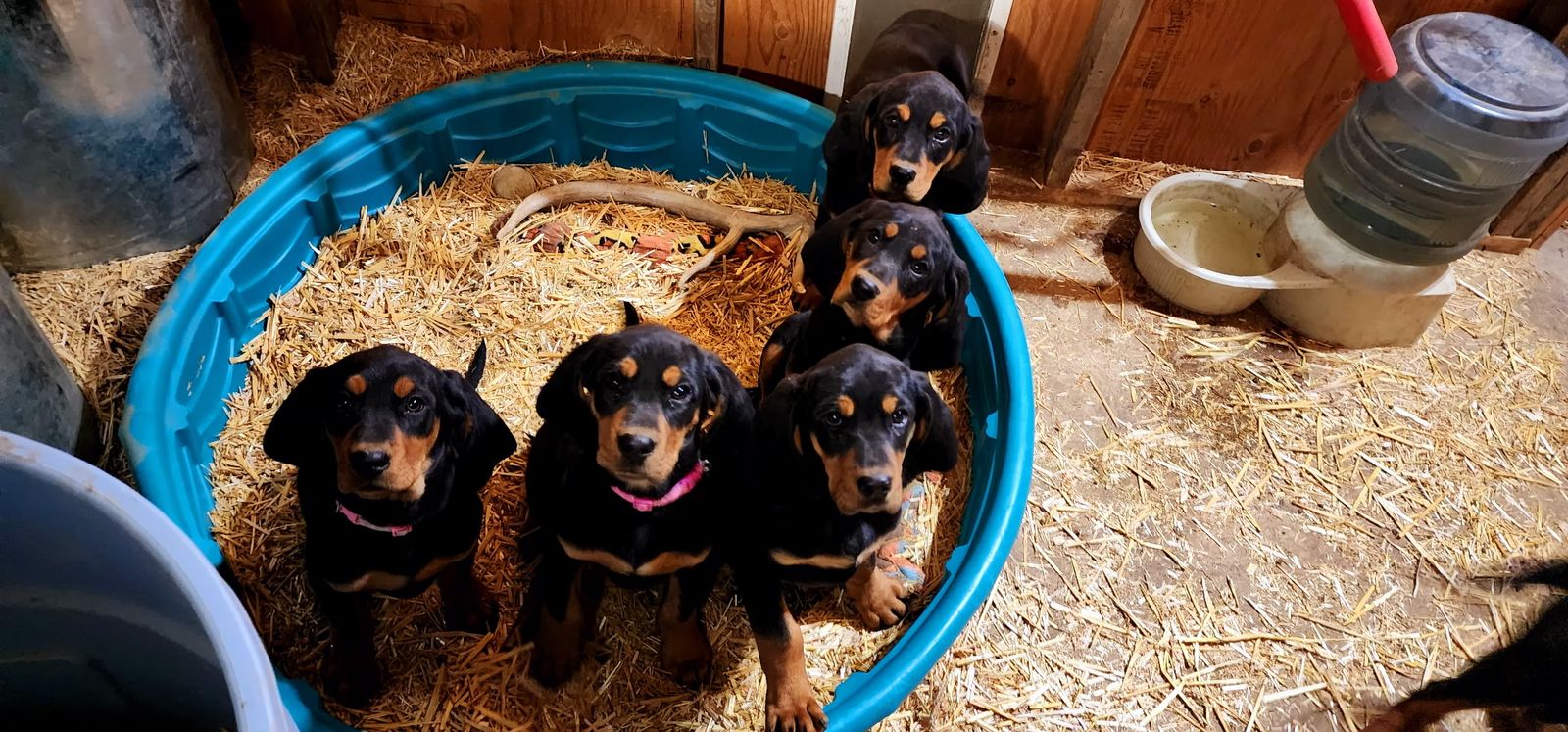 Black And Tan Puppies
