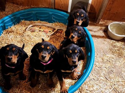 Black And Tan Puppies