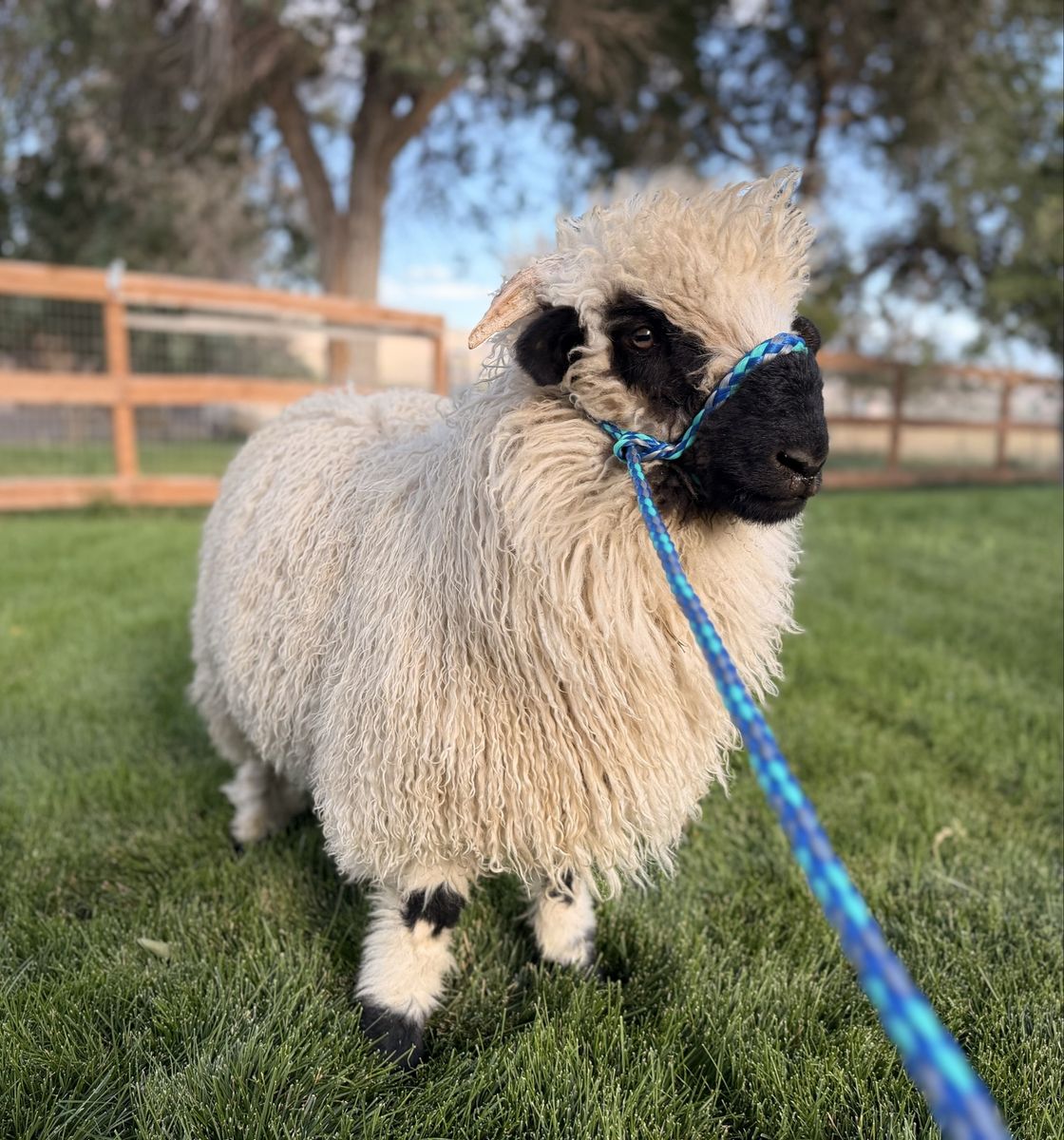 Valais Blacknose Wether