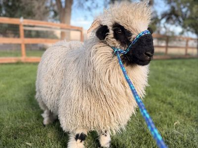 Valais Blacknose Wether