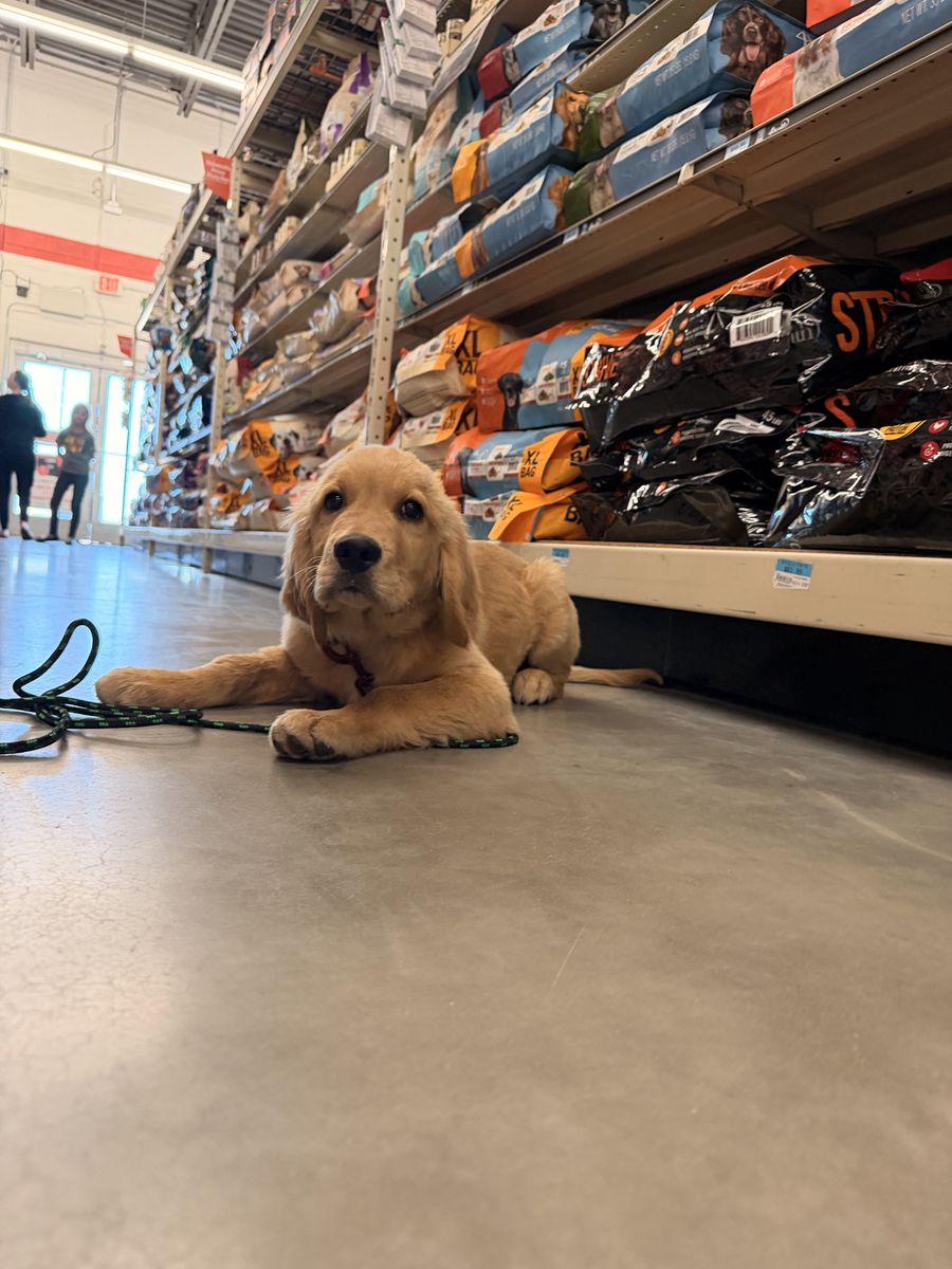 Golden Retriever TRAINED lab