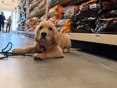 Golden Retriever TRAINED lab