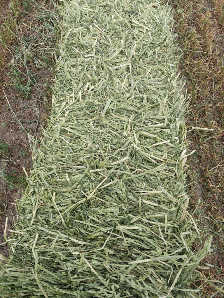 Oat Hay Small Bales