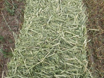 Oat Hay Small Bales