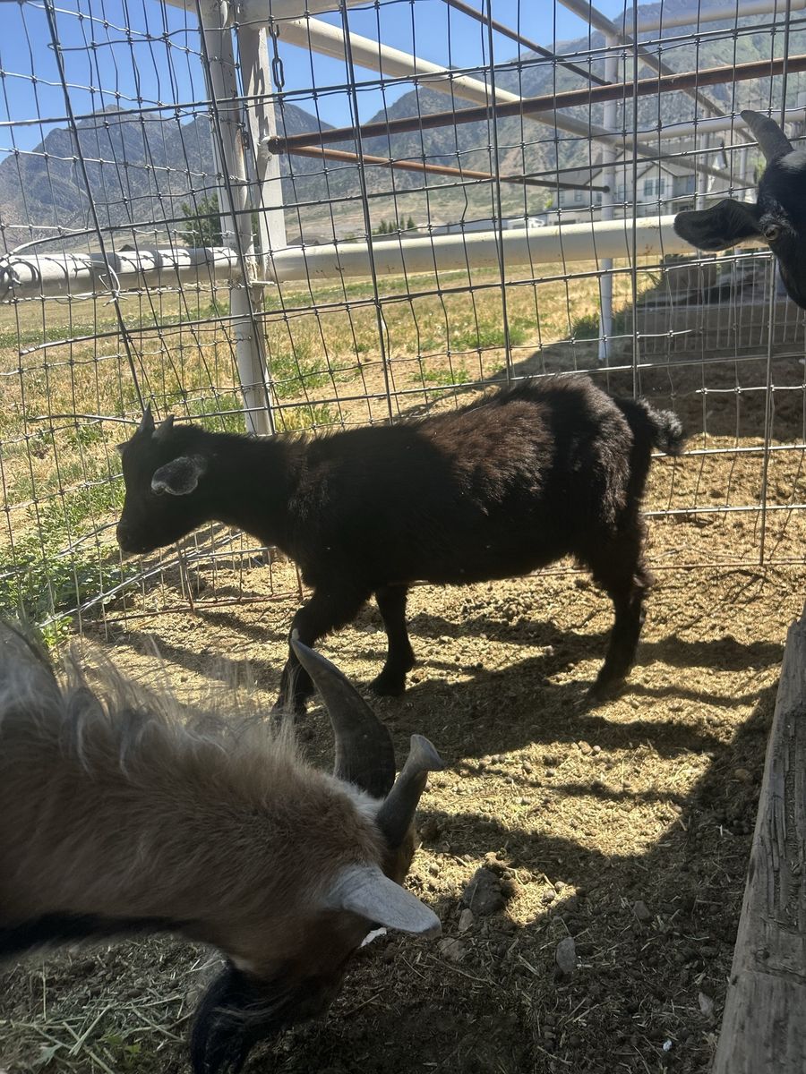 Baby goat