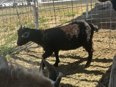 Baby goat