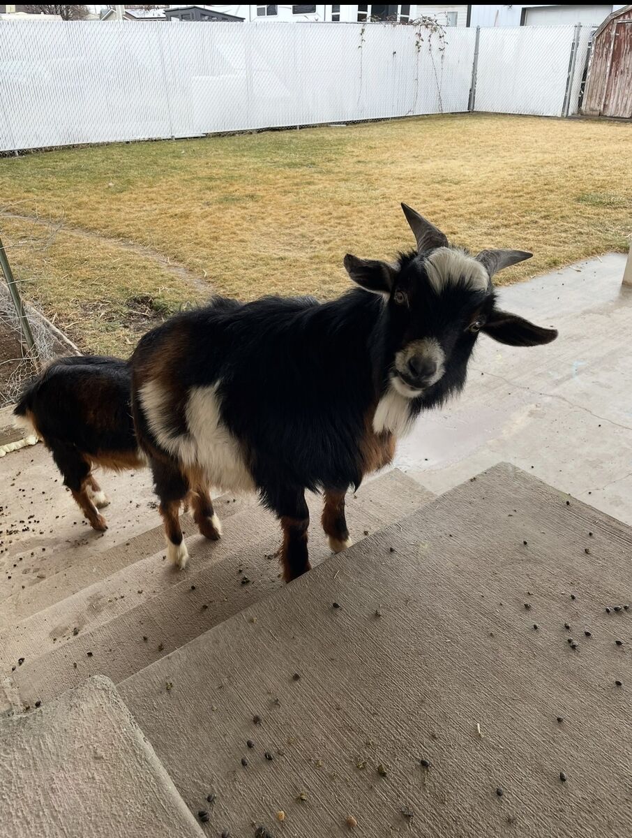 Rent Goats