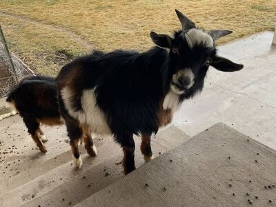 Rent Goats