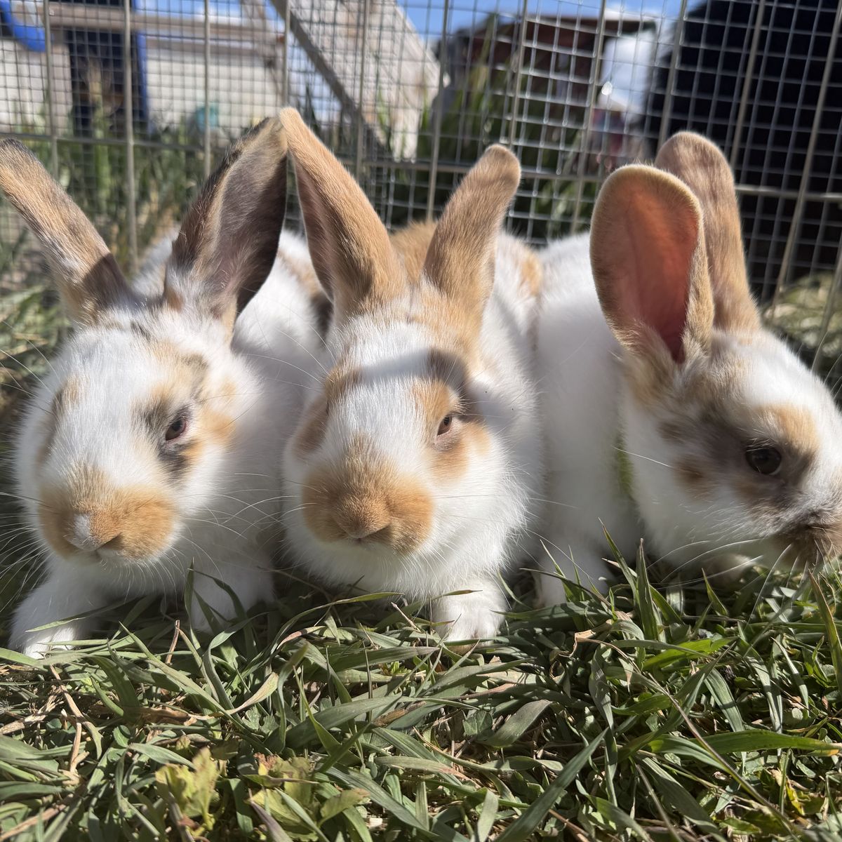3 Harlequin Rex Cross bucks