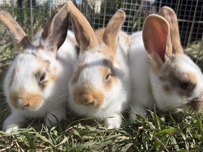 3 Harlequin Rex Cross bucks