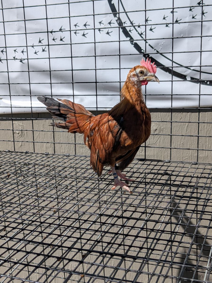 Pumpkin Azteca kikiriki cockerel