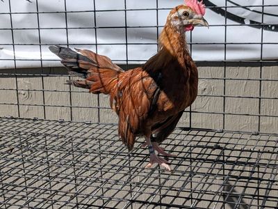 Pumpkin Azteca kikiriki cockerel