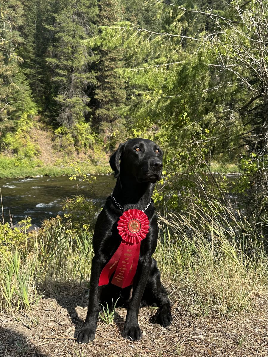 Titled Field Trial & Hunt Test Labrador Retriever Stud