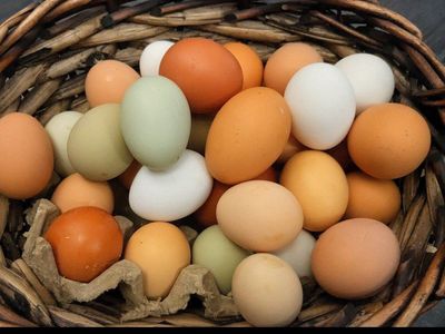 pasture raised organic eggs